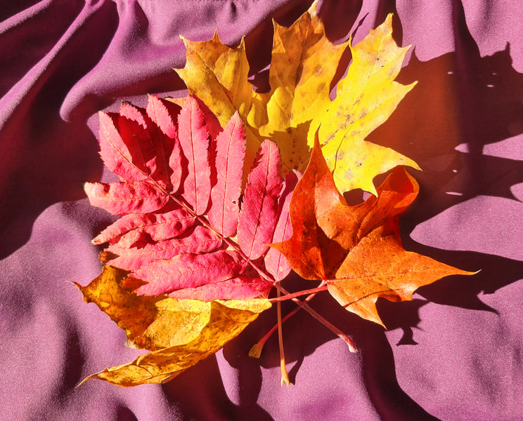 Höstens magiska färger